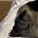 My little 13 year old pug by clay88