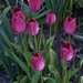 Spring Tulips by dawnbjohnson2