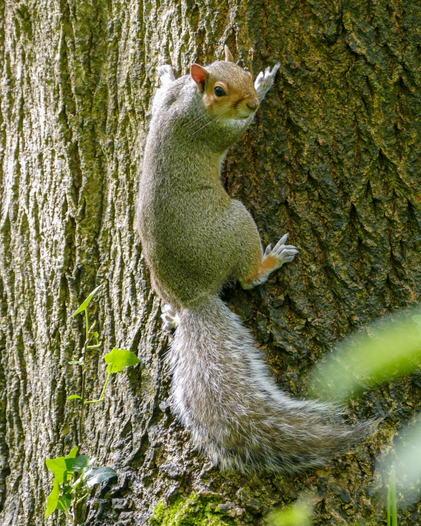 Squirrel with attitude by cam365pix