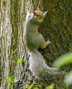 8th May 2021 - Squirrel with attitude