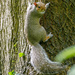 Squirrel with attitude by cam365pix