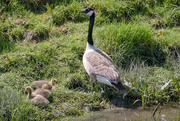 6th May 2021 - watchful parent
