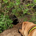 Badger Hunt by bulldog