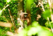 5th May 2021 - Desirable woodland residence