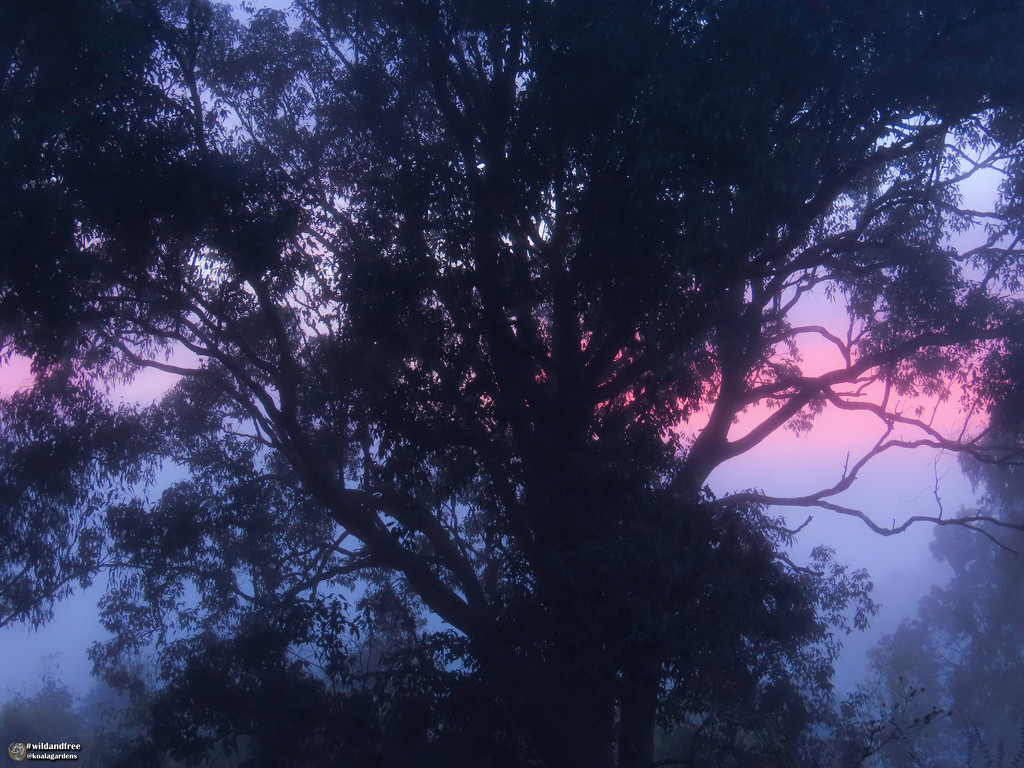 foggy sunrise by koalagardens