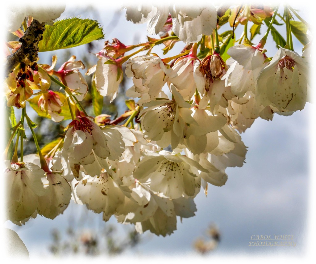 Backlit Blossom by carolmw