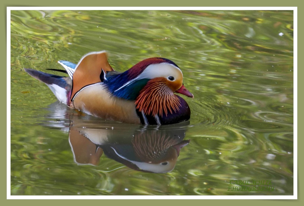 Mandarin Duck And Reflection by carolmw