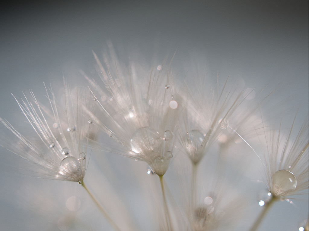 Dandelion seeds by jon_lip