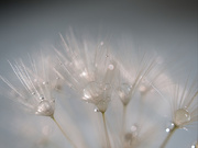 8th May 2021 - Dandelion seeds