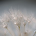 Dandelion seeds by jon_lip