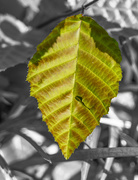 10th May 2021 - Striped Leaf