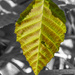 Striped Leaf by k9photo