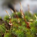 More moss by okvalle