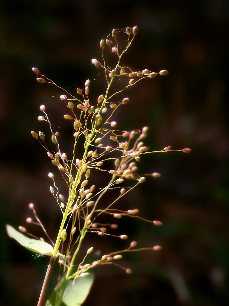A kind of witchgrass... by marlboromaam