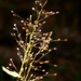 A kind of witchgrass... by marlboromaam