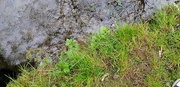 9th May 2021 - Grass/water