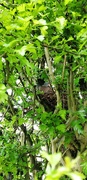 10th May 2021 - Another nest