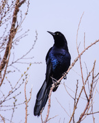 9th May 2021 - great-tailed grackle