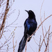 great-tailed grackle by aecasey