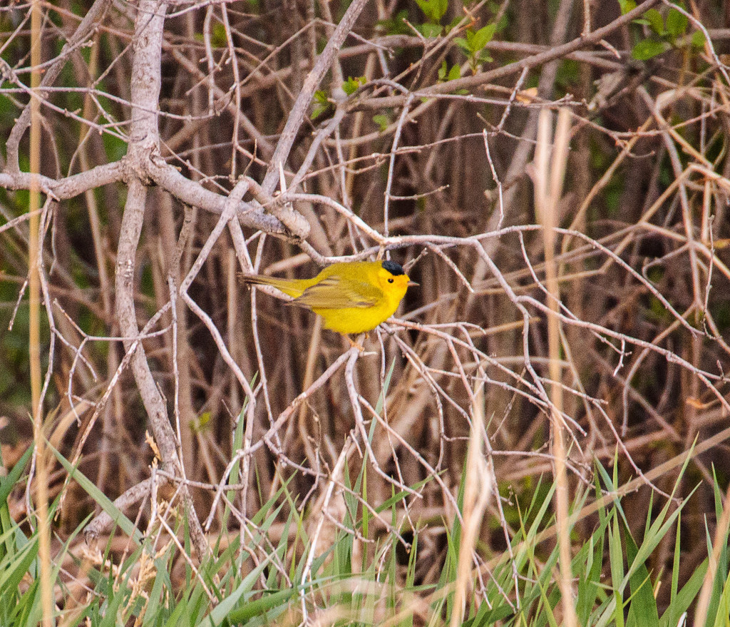 Wilson's Warbler by aecasey