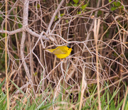 8th May 2021 - Wilson's Warbler