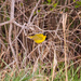 Wilson's Warbler by aecasey
