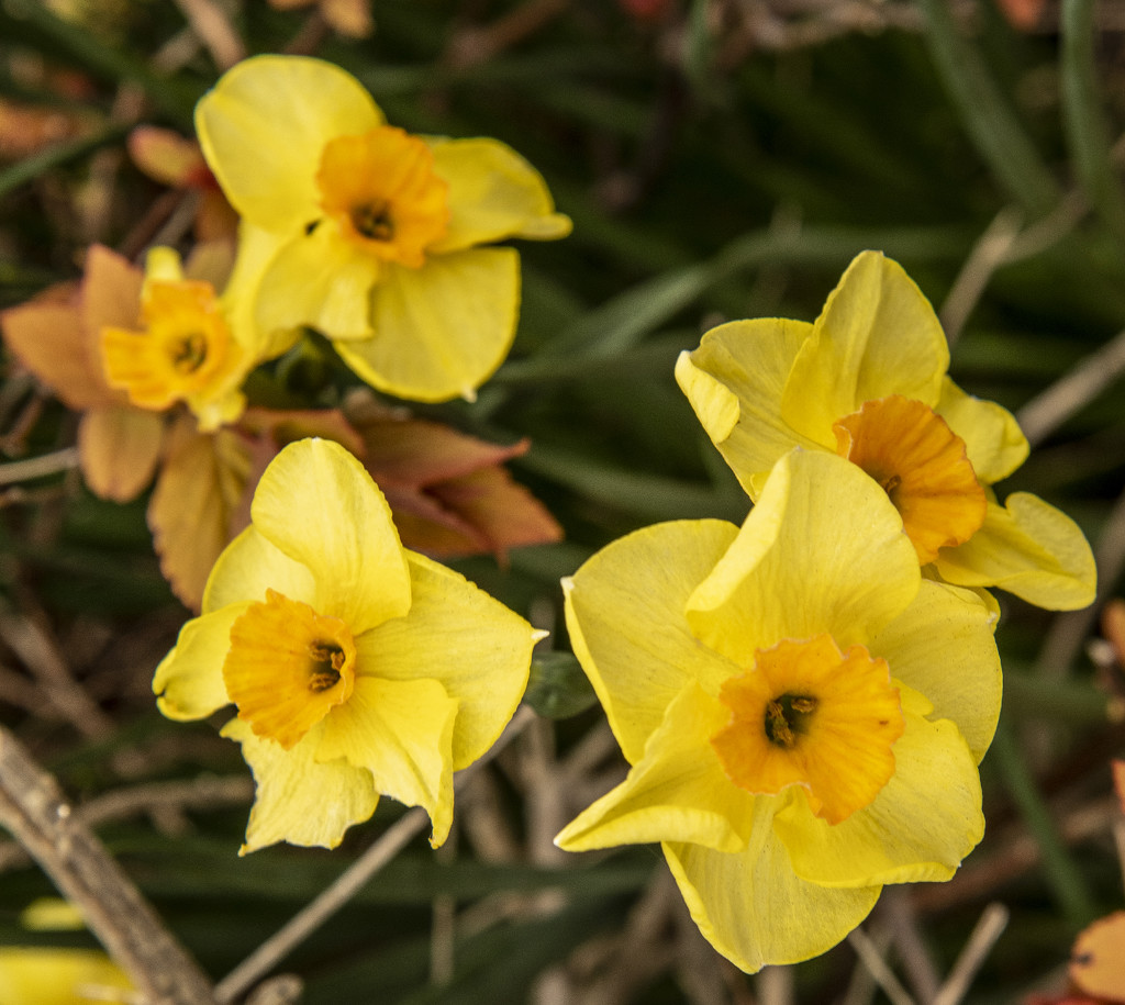 Lovely Daffodils by clivee