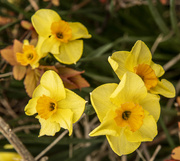 1st Apr 2021 - Lovely Daffodils