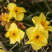 Lovely Daffodils by clivee