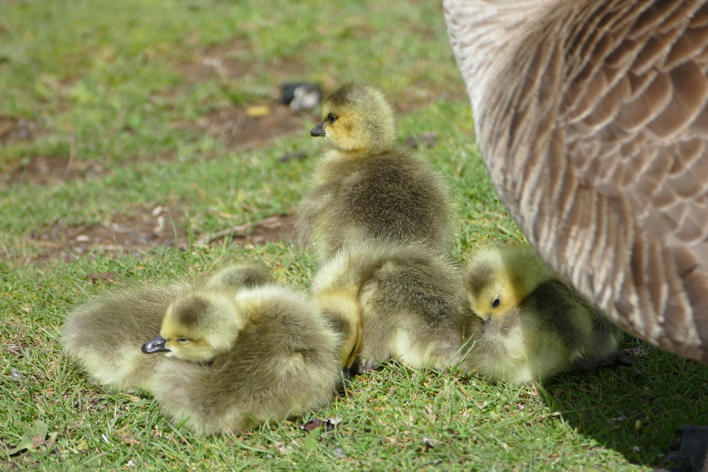 more goslings at the lake by cam365pix