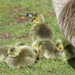 more goslings at the lake by cam365pix
