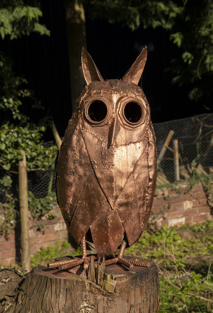 A Bronzed Owl! by clivee