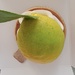 Lemon Passionfruit 🍋 Gift by gq