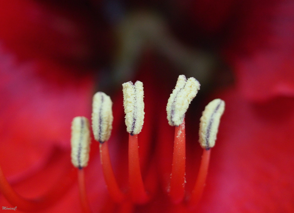 Pollen by monicac