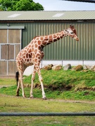 9th May 2021 - Giraffe!