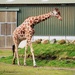 Giraffe! by plainjaneandnononsense