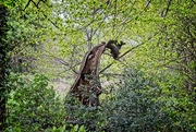 10th May 2021 - Giraffe Head Tree