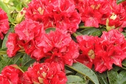 10th May 2021 -  Rhododendron in full bloom in the garden  