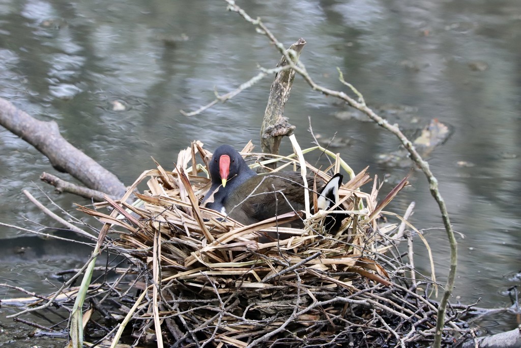 Nesting Moorhen by phil_sandford