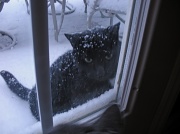 6th Jan 2011 - Let me in!!!!