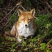 Fox-ton  by fueast