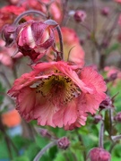 9th May 2021 - Geum
