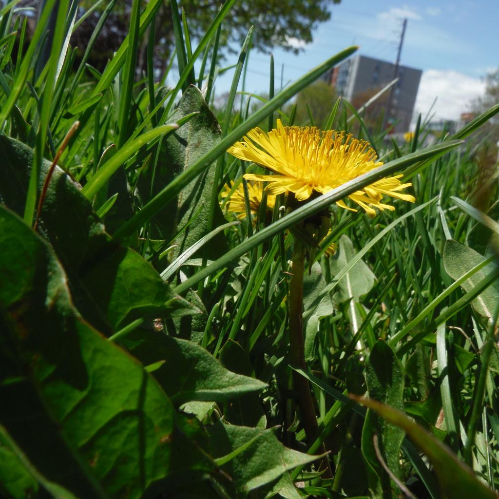 Dandelion in the Grass by spanishliz