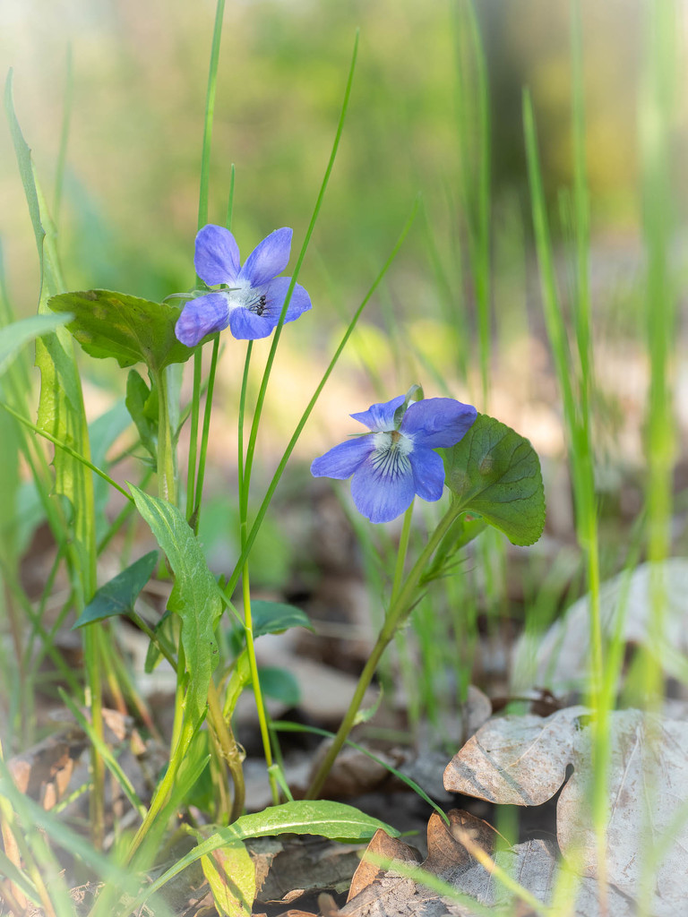 The early dog-violet by haskar