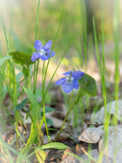 9th May 2021 - The early dog-violet