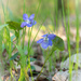 The early dog-violet by haskar