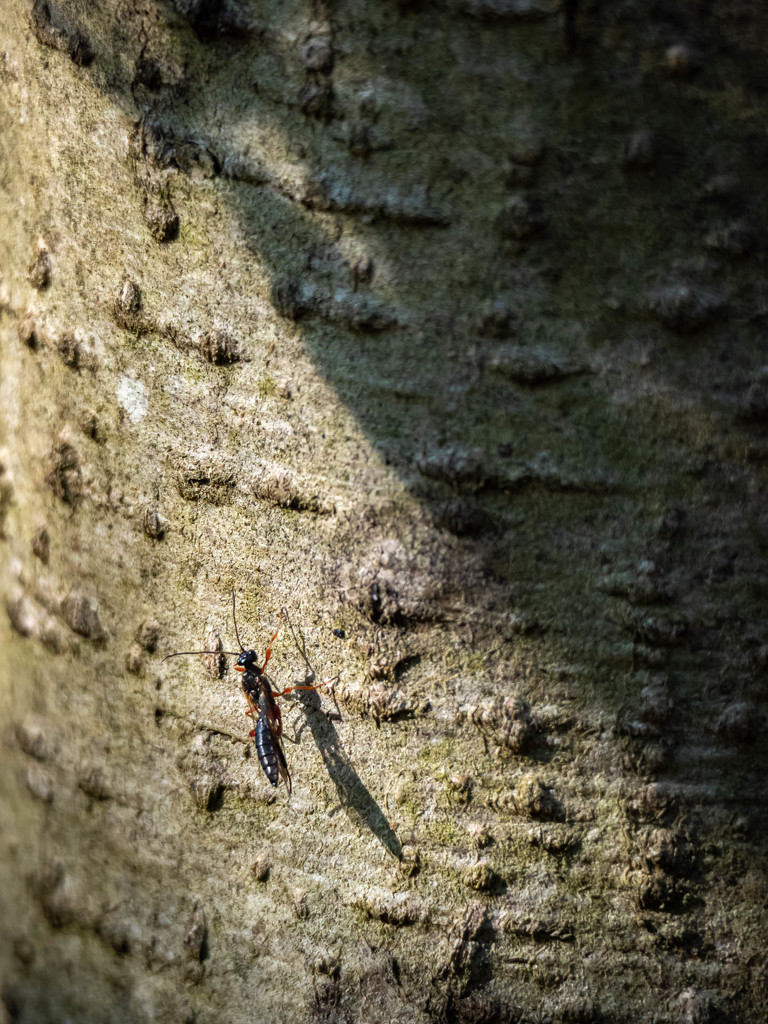 An insect and its shadow  by haskar