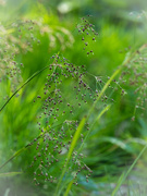 10th May 2021 - The great wood-rush