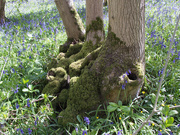 10th May 2021 - Mossy tree roots