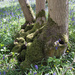 Mossy tree roots by busylady